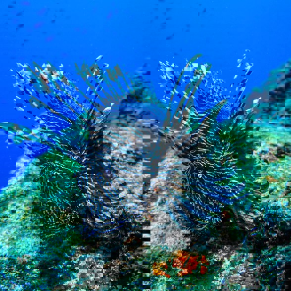 Gili Trawangan Snorkeling