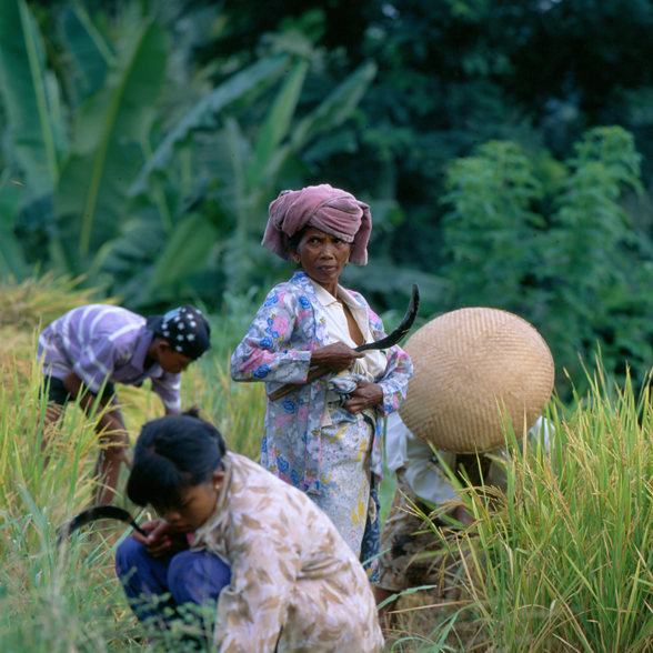 Rice field farmers