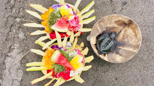 Turtle conservation center in Bali