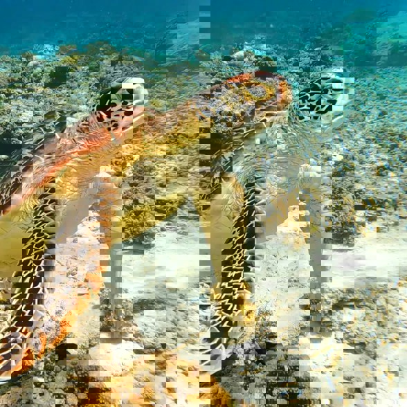 Gili Trawangan Turtle