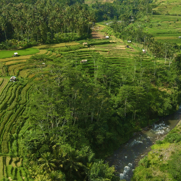 Walk into the rice fields 