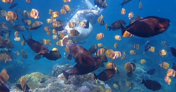 Lembongan Snorkling Coral Reef