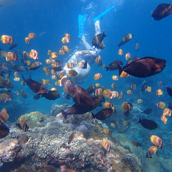 Lembongan Snorkling Coral Reef