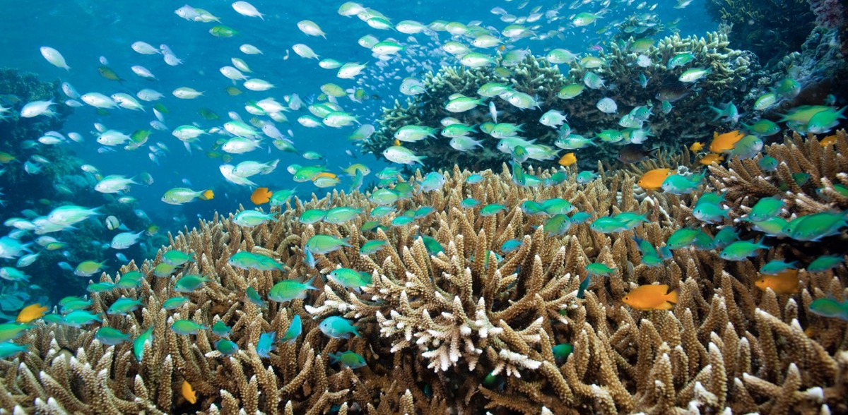 Menjangan Island reef