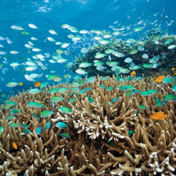 Menjangan island reef