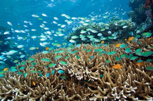 Snorkel at Menjangan island reef