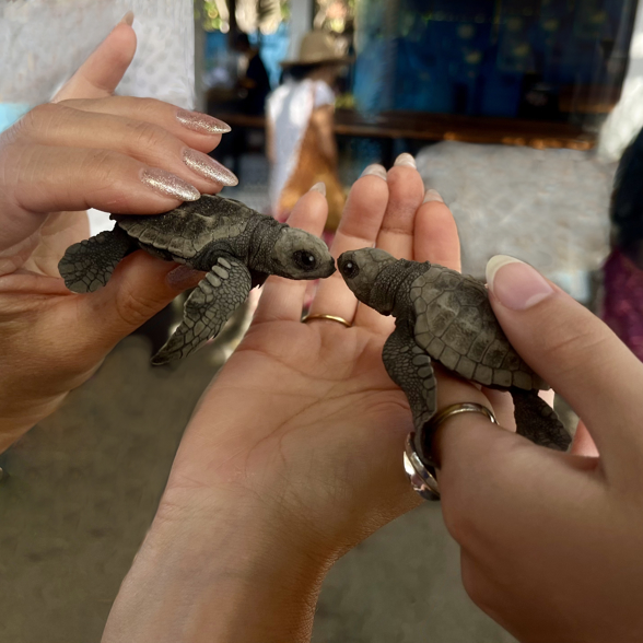 Release turtles on the beach