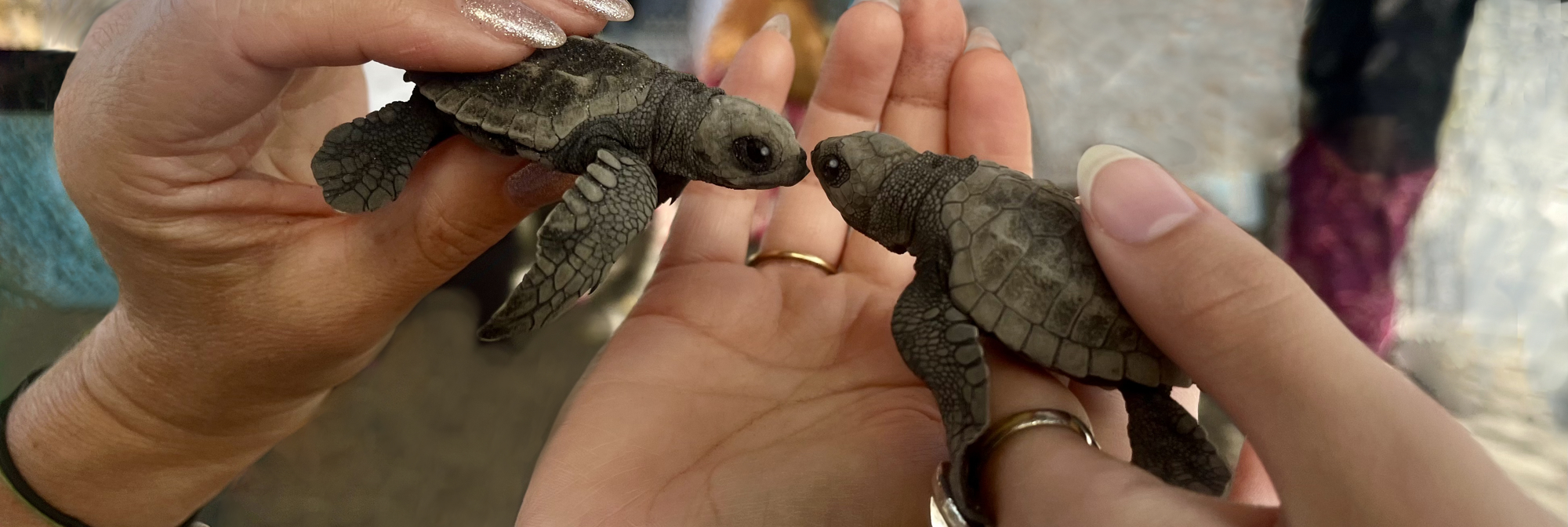 Turtle Tour Bali