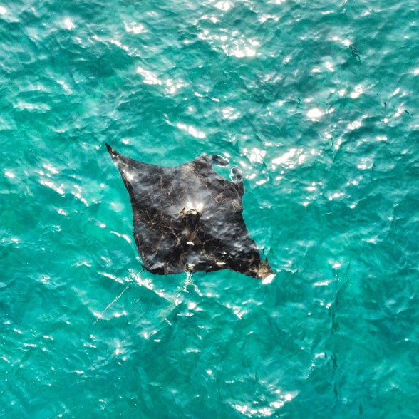 Mantaray Manta Point