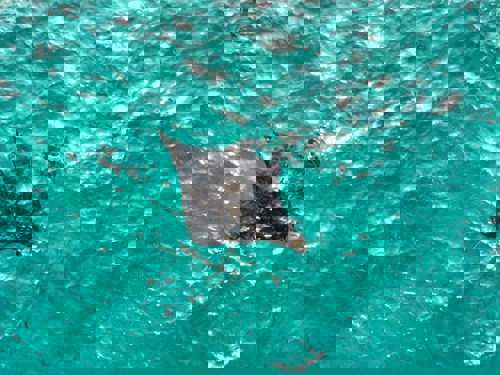 Manta Ray at Lembongan