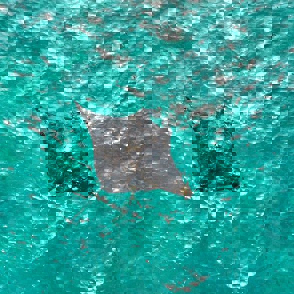 Snorkle in Manta bay