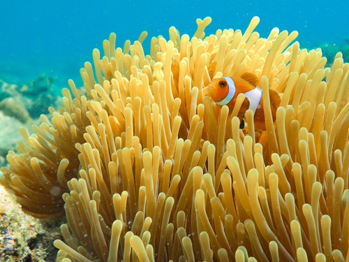 Find nemo fish in Bali