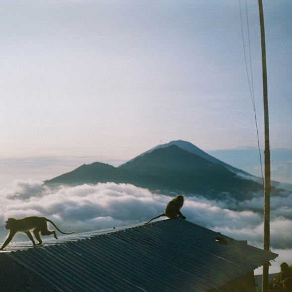 Mount Batur Monkey 05