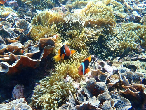 Snorkelling Lembongan and Nusa Penida