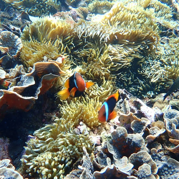 Meet the fish at the coral reef 