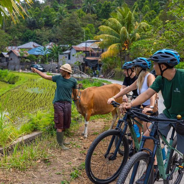 Biking Ricefields Tourists 04