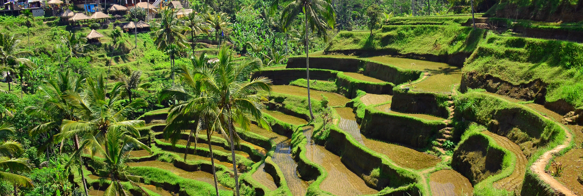 Tegalalang Ricefields 01