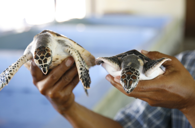 Bali Sea Turtle 07