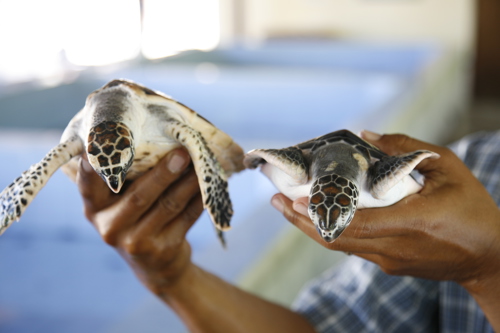 Turtle conservation center