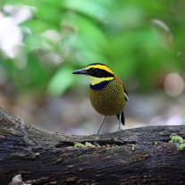 Bali Barat National Park Bird 01
