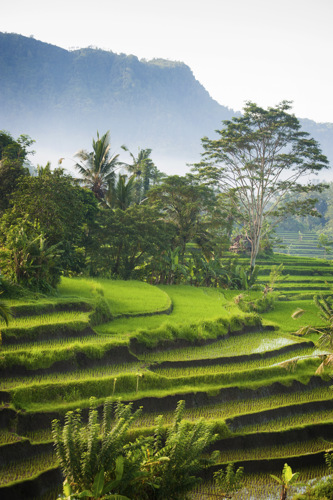 Rice fields in Ubud