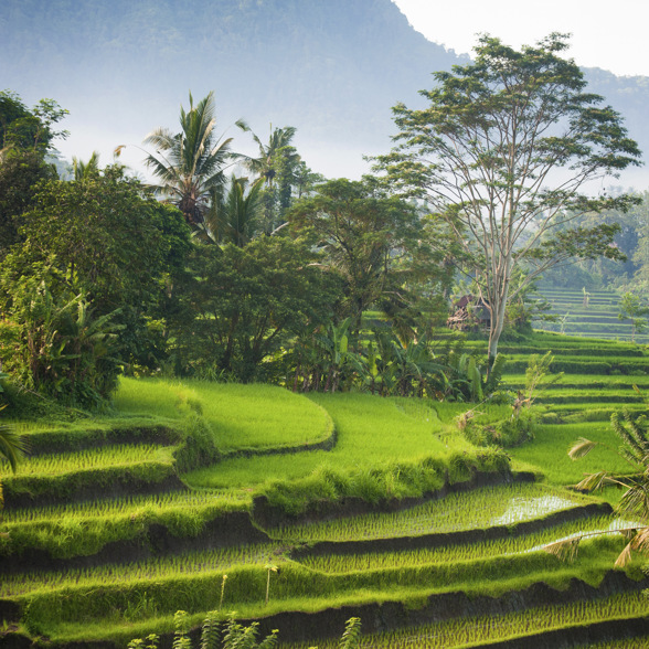 Ubud ricefield