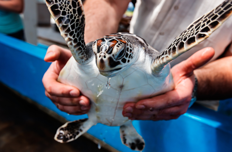 Bali Sea Turtle 09