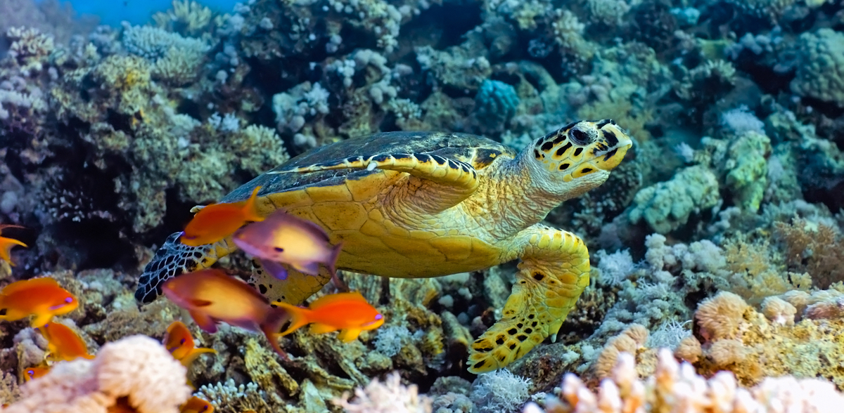 Lembongan Turtle 01