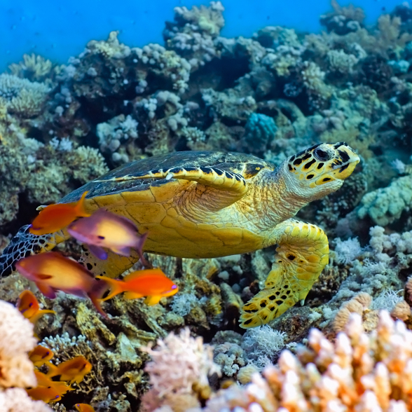 Go on a snorkeling trip to Lembongan 