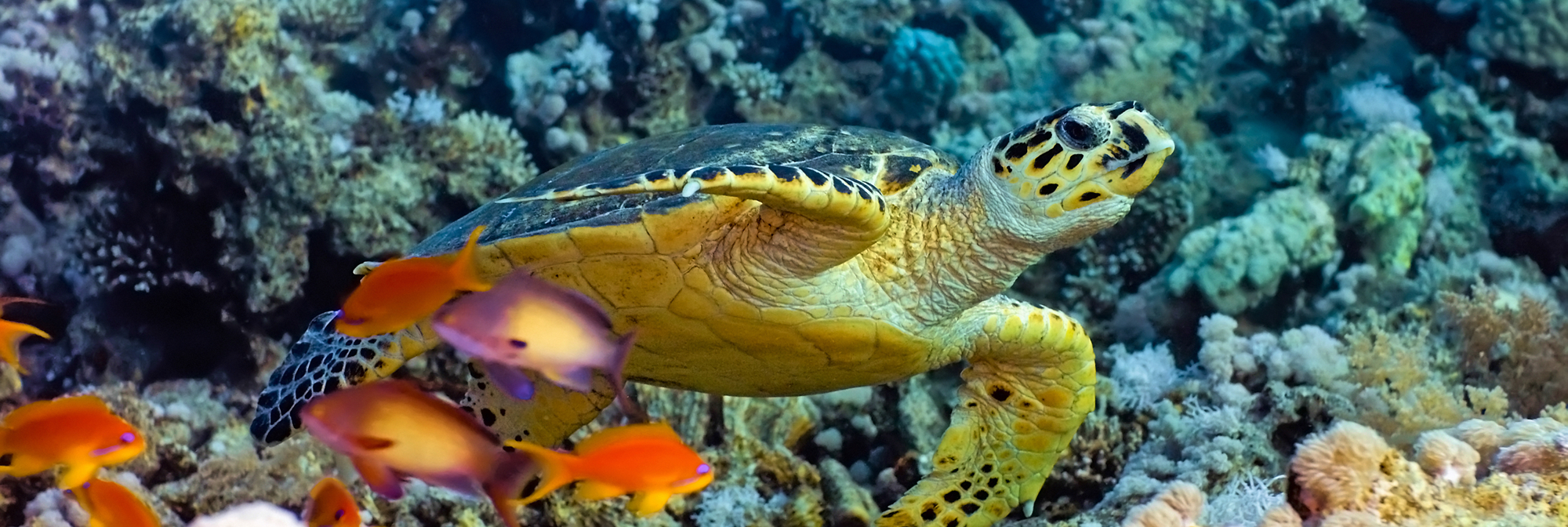 Lembongan Turtle 01