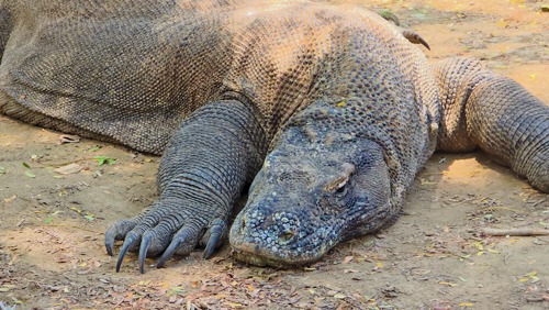 Komodo dragon up close