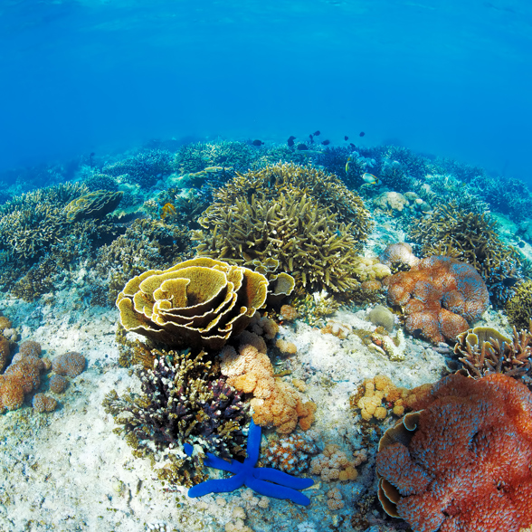 Bali Diving Corals 04