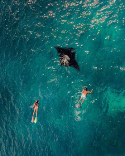 Manta rays in Komodo National Park