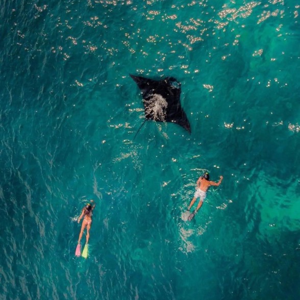 Snorkel  with manta rays