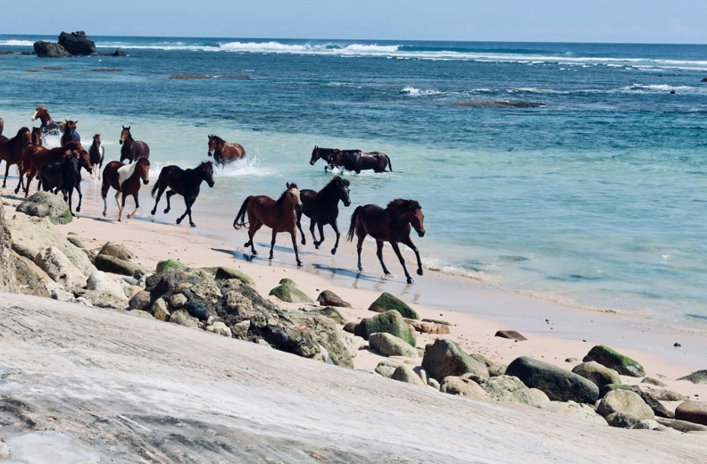Horses running wild at Sumba Island