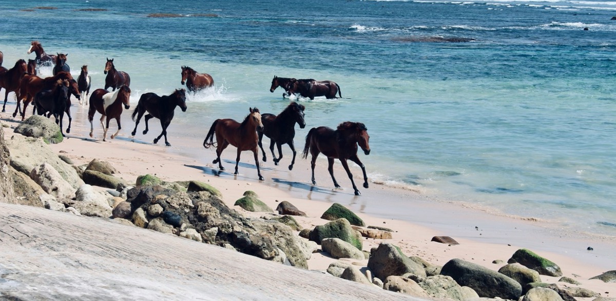 Wild horses in Sumba