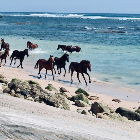 Sumba Horse
