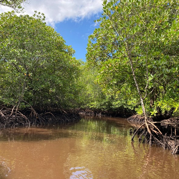 Lembongan Mangrove Boat Trip 03