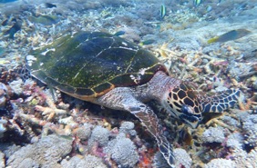 04 Lembongan Snorkling Turtle