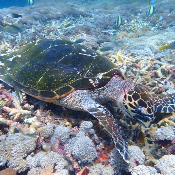 Swim with the turtles