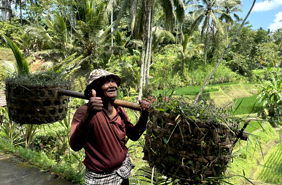 Tegalalang Rice Terrace 07