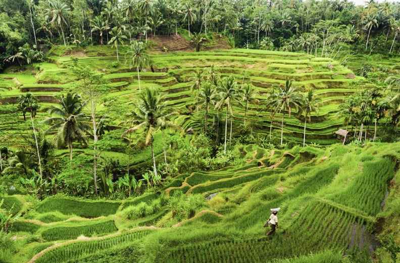 Bali Highlights Rice Field Tegallang 14 Large