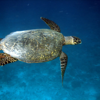 Bali Snorkeling Turtle 01