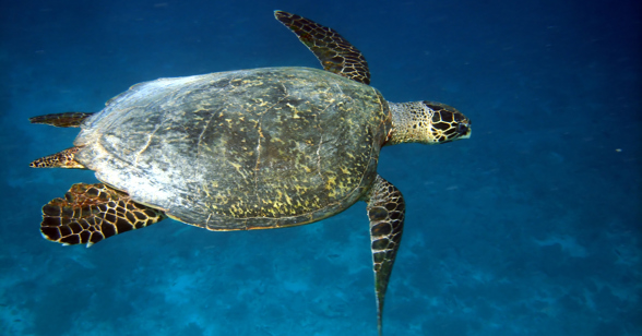 Bali Snorkeling Turtle 01