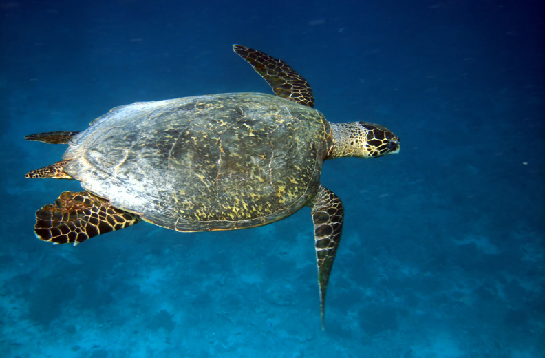 Bali Snorkeling Turtle 01