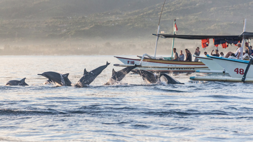 Sunrise Dolphin safari