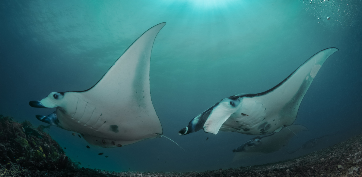 Swim with mantas