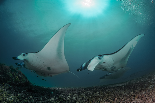 Swim with Manta Rays at Lembongan