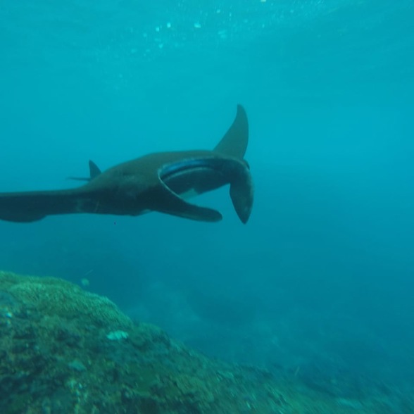 Swim with Manta Rays at Lembongan