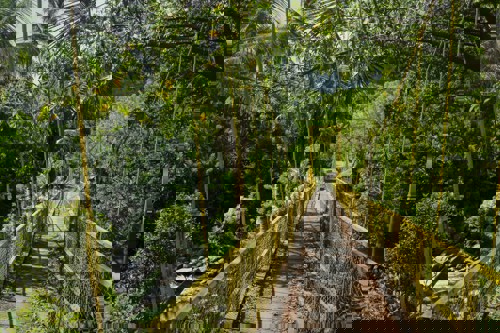 Yellow bridge, jungle trek Sidemen